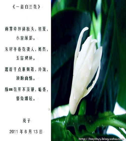 10月份有什么寓意好的鲜花（十月有什么代表性的花）-第1张图片-花花知道网