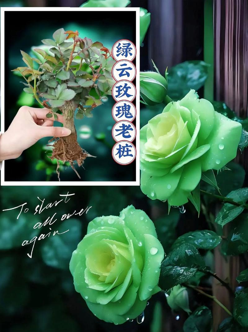 52朵绿玫瑰鲜花寓意（52朵玫瑰代表什么意思 app）-第2张图片-花花知道网